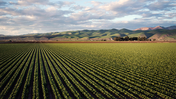 European agriculture